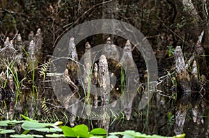 Cypress Knees, Okefenokee Swamp National Wildlife Refuge