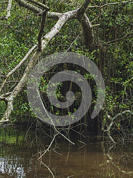 Cypress Knees in Still Water