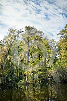 Cypress and lagoon