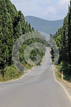 Cypress lane in Bolgheri,Tuscany, Italy