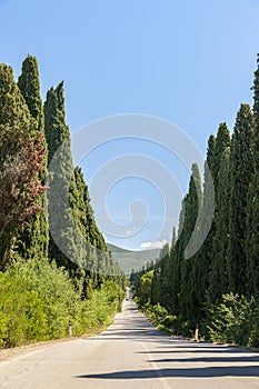 Cypress lane in Bolgheri, Tuscany, Italy