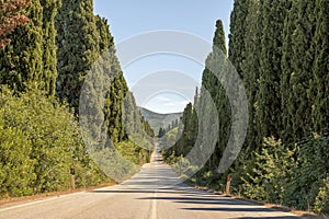 Cypress lane in Bolgheri, Tuscany, Italy