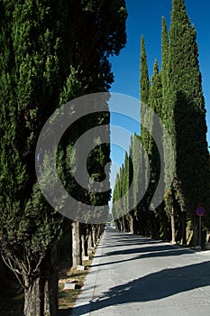 Cypress Lane, Montepulciano, Italy