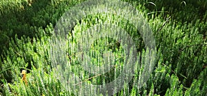 cypress-leaved plait moss closeup. Hypnum cupressiforme. Forest plant photo