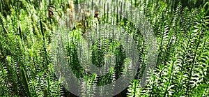 cypress-leaved plait moss closeup. Hypnum cupressiforme. Forest plant photo