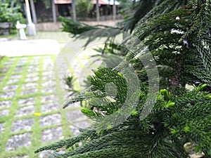 Cypress leaves by the roadside