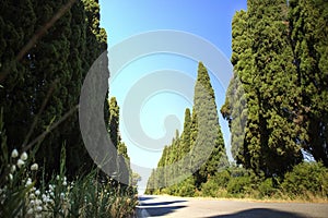 The cypress-lined avenue leading to Bolgheri Italy