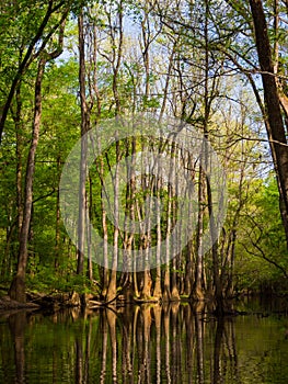 Cypress and Loblolly Pines Growing Along Creek