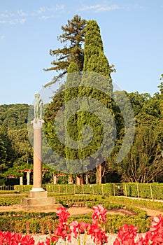 Cypress in the Miramare park, Trieste