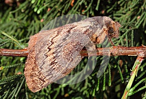Cypress moth, Pachypasa otus