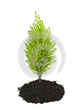 Cypress Pine Sapling Growing out of Soil photo