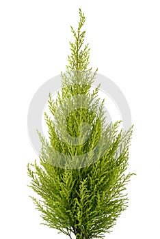 Cypress plant