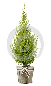 Cypress plant in vase