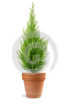 Cypress plant in vase