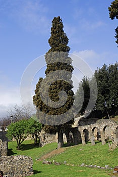 Cypress at Pompei