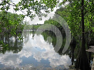 Cypress Pond