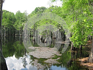Cypress Pond