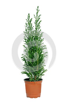 Cypress in pot.