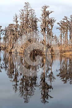 Cypress Reflections on a Southern Bayou