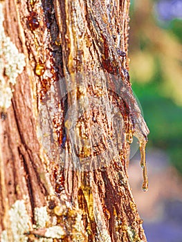 Cypress resin close up. Greece.