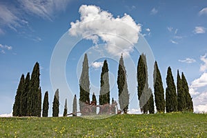 Cypress ring at the Crete Senesi hillscape