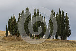 Cypress ring on the hill in a cloudy day