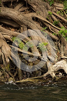 Cypress roots