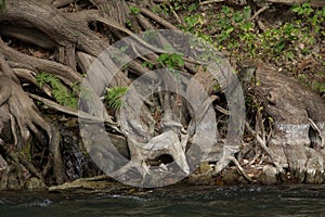 Cypress roots