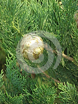 Cypress seed pod
