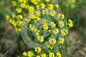 Cypress spurge, .Euphorbia cyparissias flowers closeup selective focus