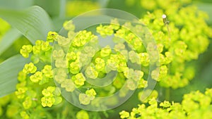 Cypress spurge or euphorbia cyparissias. Succulent poisonous plant known as leafy spurge. Close up.