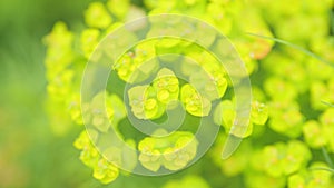 Cypress spurge or euphorbia cyparissias. Succulent poisonous plant known as leafy spurge. Close up.