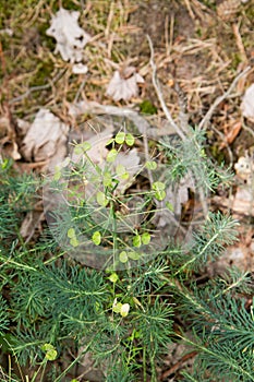 The Cypress spurge plant