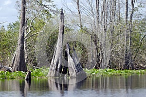 Cypress Stump, Spatterdock, Okefenokee Swamp National Wildlife Refuge