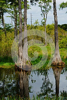 Cypress stumps sticking out of the water in the swamp