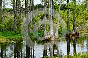 cypress stumps sticking out of the water in the swamp