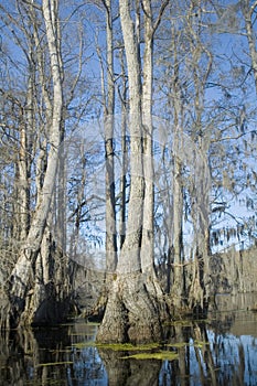 Cypress Swamp