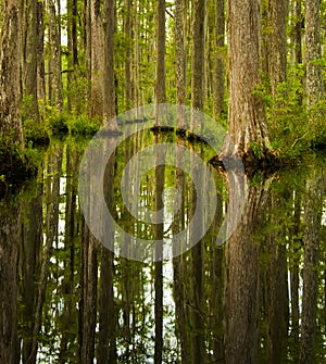 Cypress Swamp