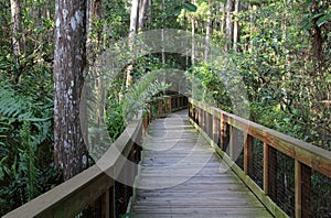 Cypress Swamp