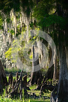 Cypress Swamp