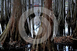 Cypress Swamp