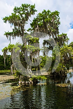 Cypress swamp on background of cloudy sky, Wakulla Springs, Flo