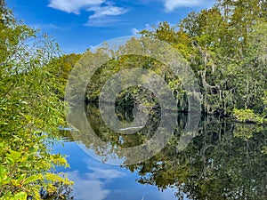 Cypress swamp in Big Cypress National Preserve and the Everglades National Park