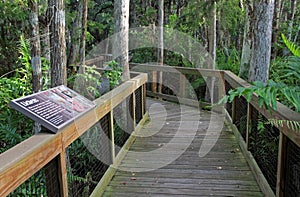 Cypress Swamp Boardwalk