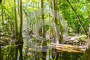 Cypress and swamp of Congaree National Park in South Caro