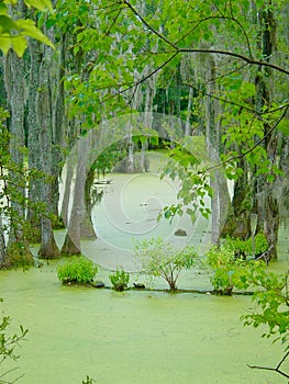 Cypress Swamp