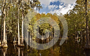 Cypress Swamp in Florida