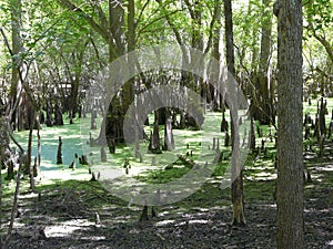 Cypress Swamp at Hart Springs Florida