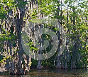 Cypress Swamp II