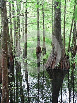 Cypress swamp in Louisiana